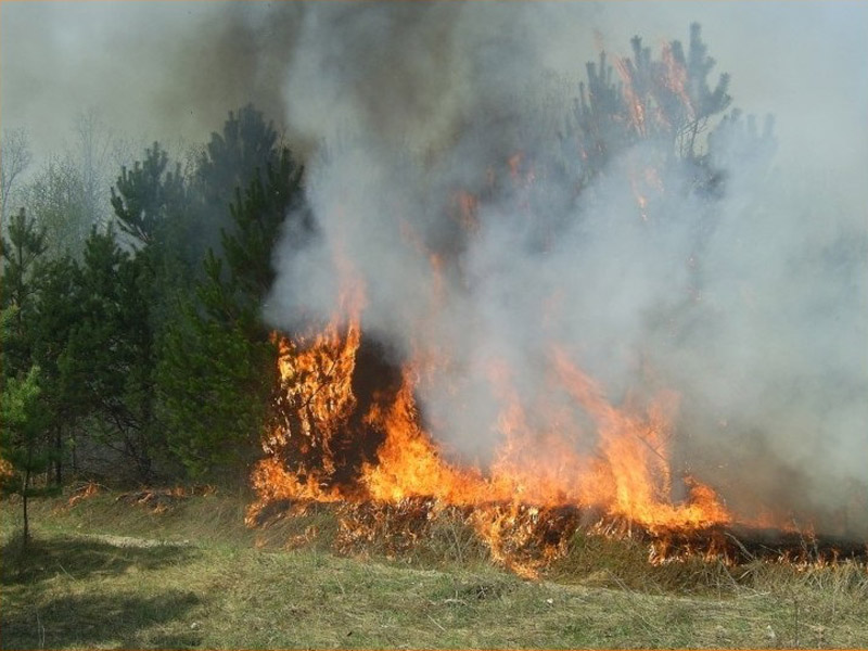 Без пожарищ. Пожар в лесу. Сгоревший лес. Неосторожное обращение с огнем в лесу. Пожар леса из людей.