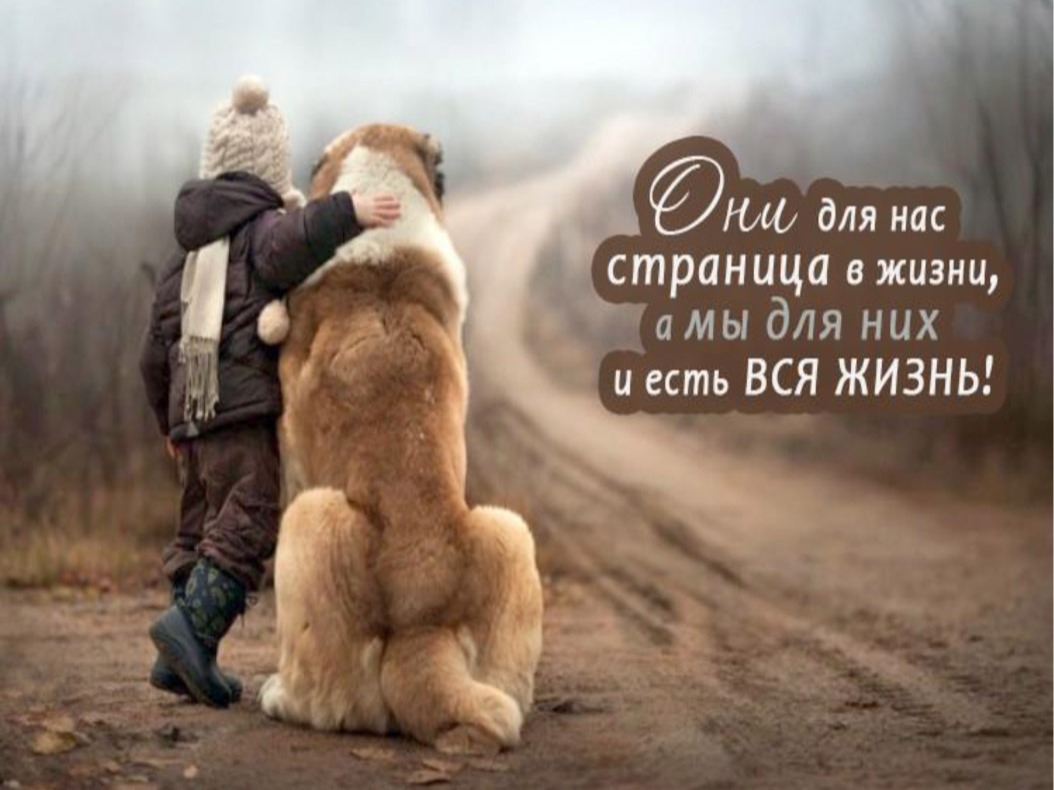Памятка владельцам животных.